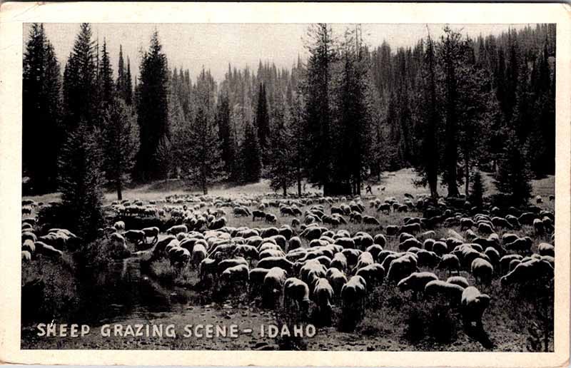 Postcard FARM SCENE Boise Idaho ID m/09 AO7247