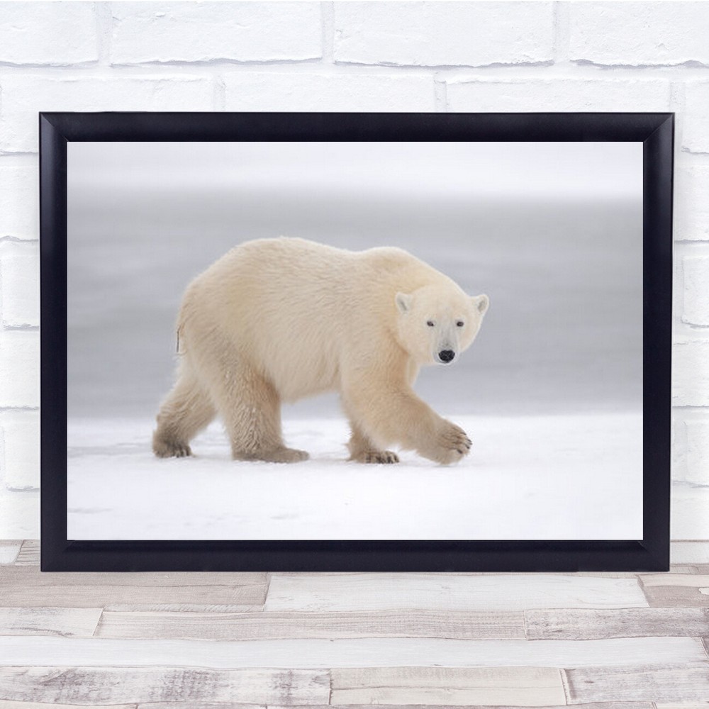 Walking Churchill Manitoba Canada Polar Bear Glance Wall Art Print