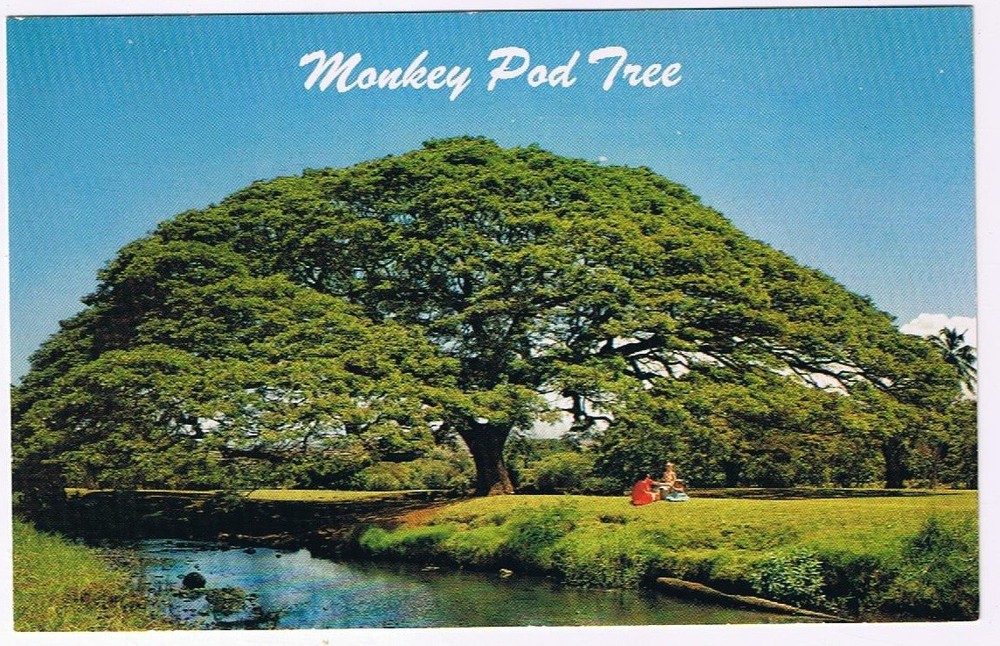 Postcard Hawaiian Monkey Pod Tree Hawaii