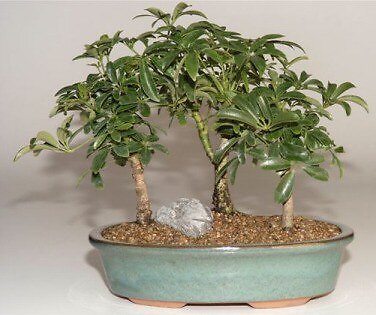 Hawaiian Umbrella Bonsai Tree Live 3 Forest Group Arboricola Schefflera 7'' tall