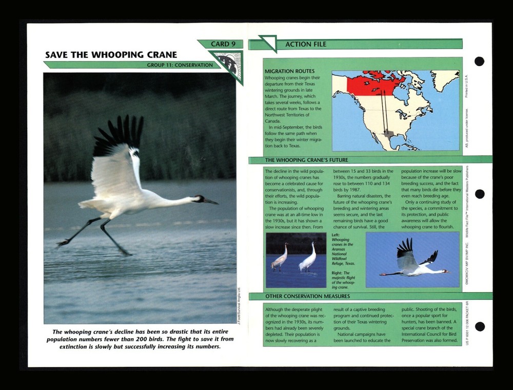 Whooping Crane Conservation Wildlife Fact File Card for Home School 11.9