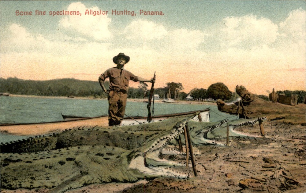 Alligator Hunting Panama I. L. Maduro Jr. c1900s-10s Vintage Postcard