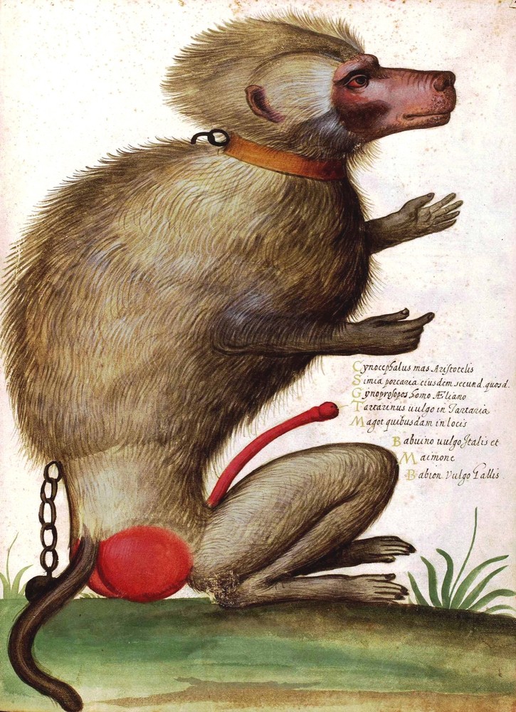 4051.Red-bottomed simian, baboon vulgo galls.POSTER.Home School art decor