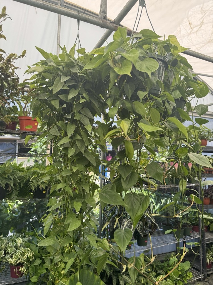 Large trailing pothos plant in hanging basket variety