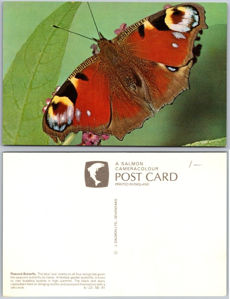 Peacock Butterfly Postcard