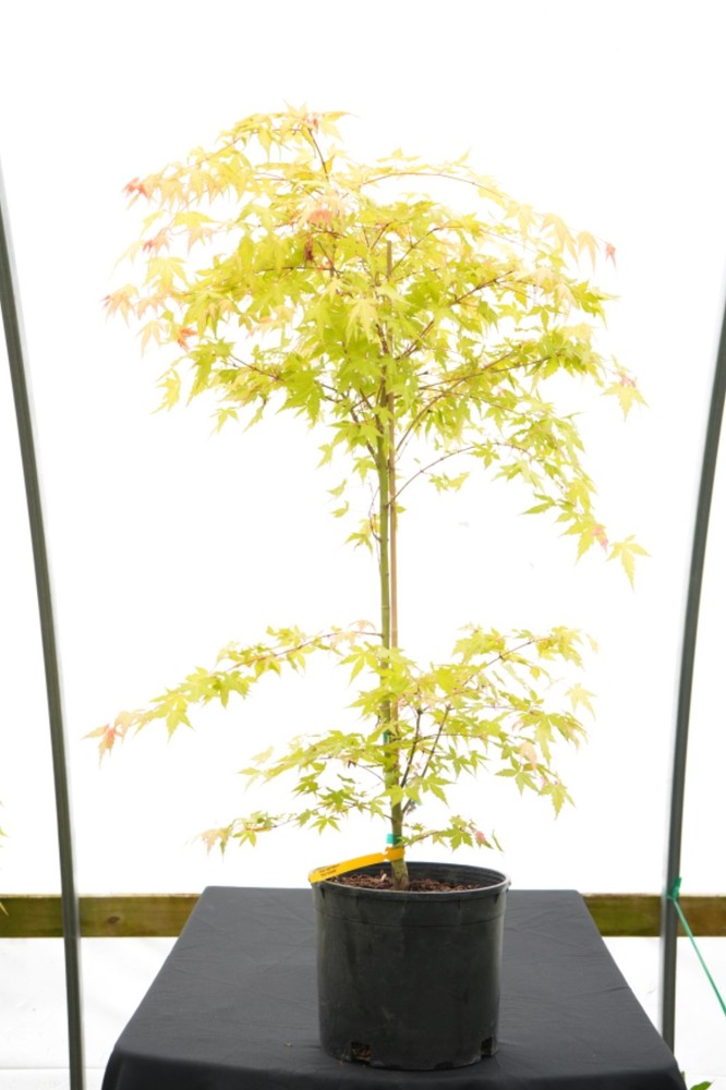 Acer palmatum 'Marmalade' Japanese Maple 3 gallon-image