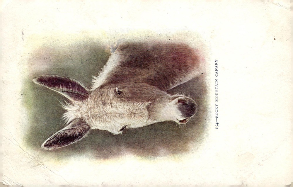 1905 Trinidad Colorado Rocky Mountain Canary Donkey Color Litho Postcard