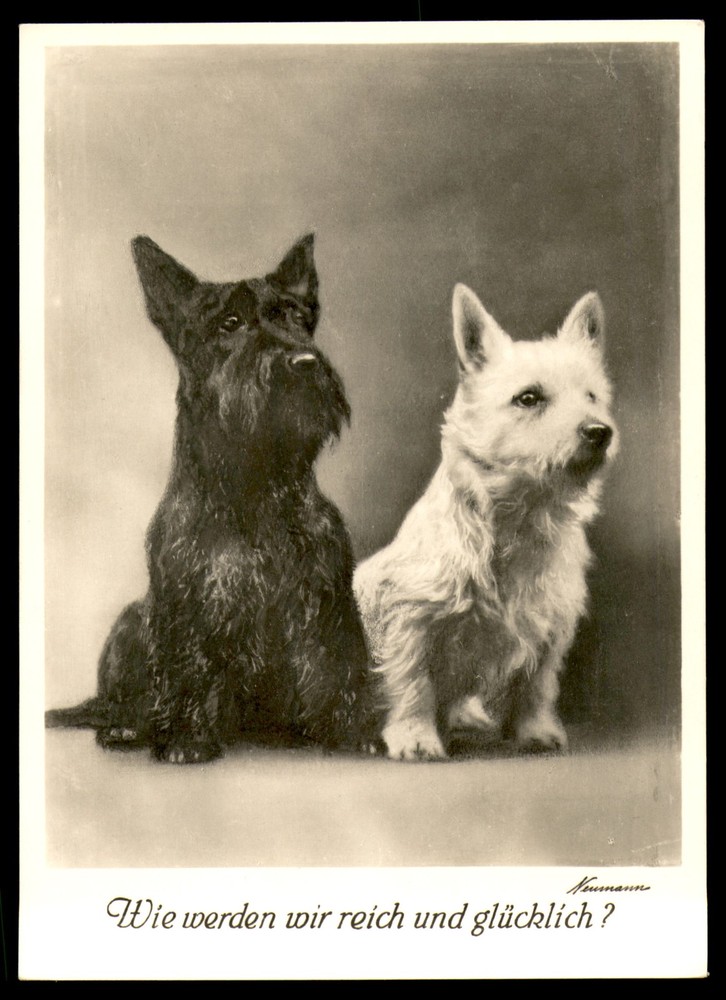 Postcard Scottish and White Highland Terrier, Dogs