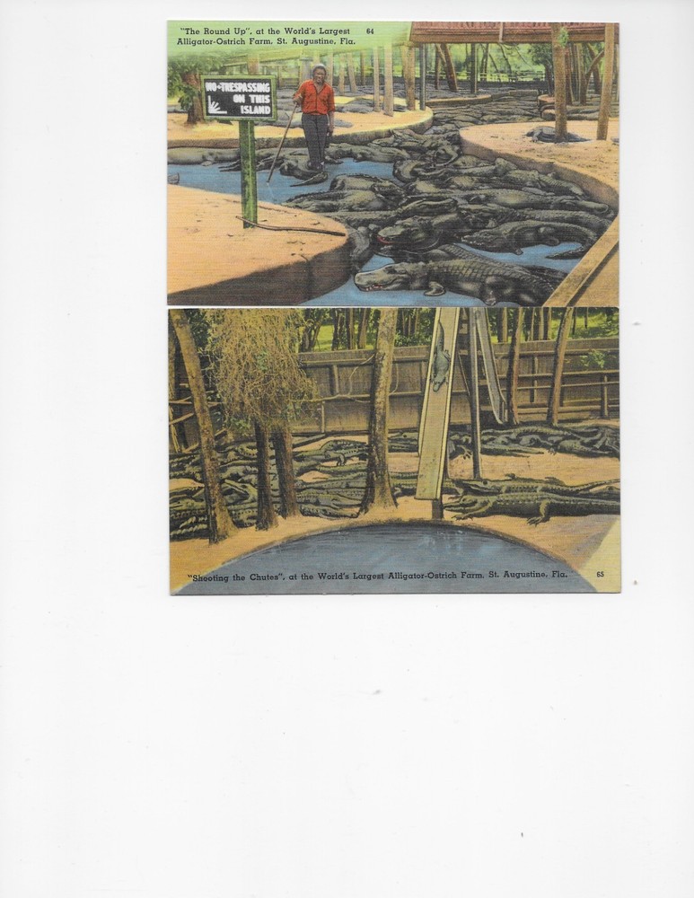 Lot of 14 Florida Linen Postcards, Gators, Hospitals, Buildings