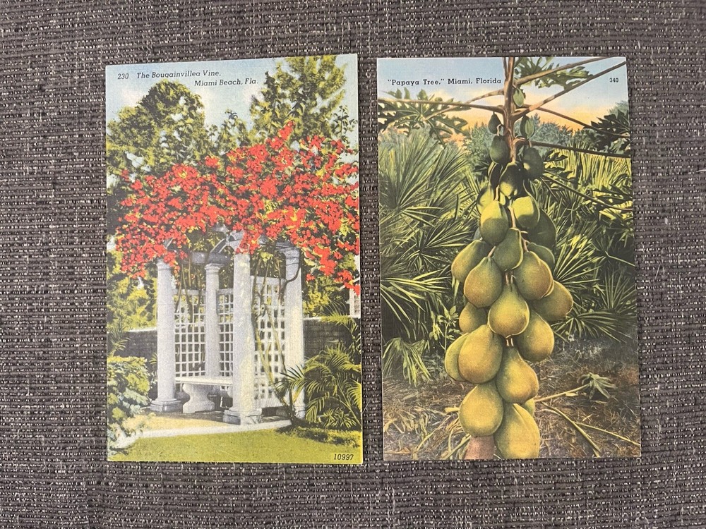 Vintage Linen Postcards Florida~The Bougainvillea Vine & Papaya Tree In Miami