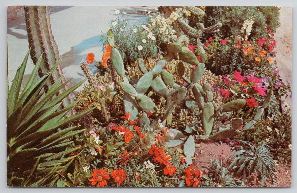 Desert Botanical Gardens Phoenix AZ Postcard - Petley Studios Flowers Cactus