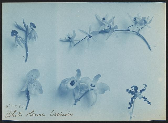 Photo:White House Orchids Washington DC 1900s Floral Photograph