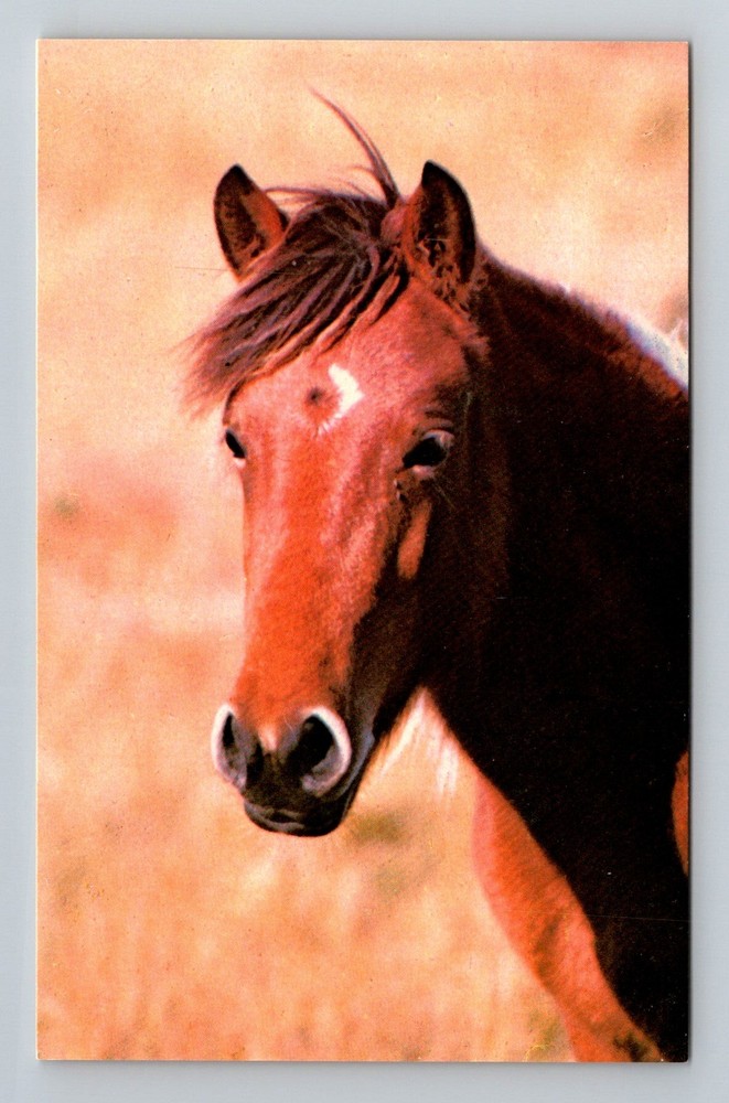 Chincoteague, VA-Virginia, Wild Pony Portrait Assateague Herd Vintage Postcard