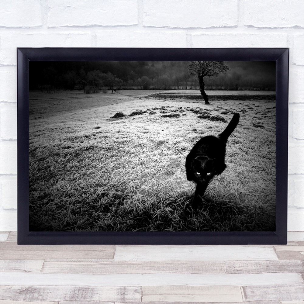 Cat Eye Motion Action Pet Sneaking Black White Wall Art Print