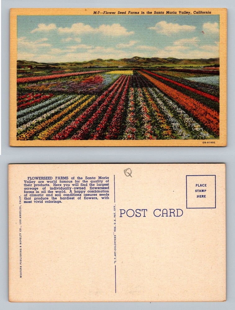 Santa Maria Valley, CA-California, Flower Farms Colorful Fields Vintage Postcard