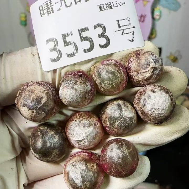 10PCS 1.3cm Rare Succulent Live Lithops Conophytum burgeri Big Sale WYSIWYG