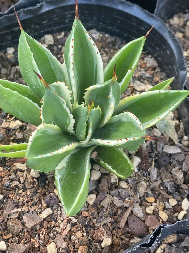 Agave isthmensis 'Cubic var Miscellaneous Rareagave plant 6-8cm