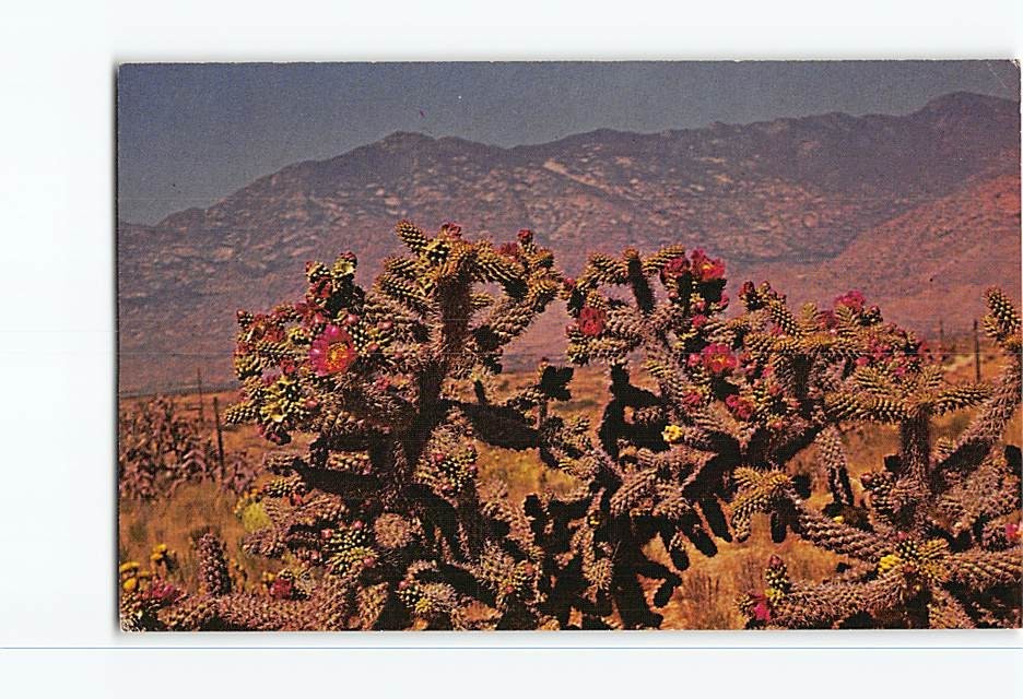 Postcard Cholla Cactus Orange Red Blooms Yellow Fruit Arizona Desert Tom Reed