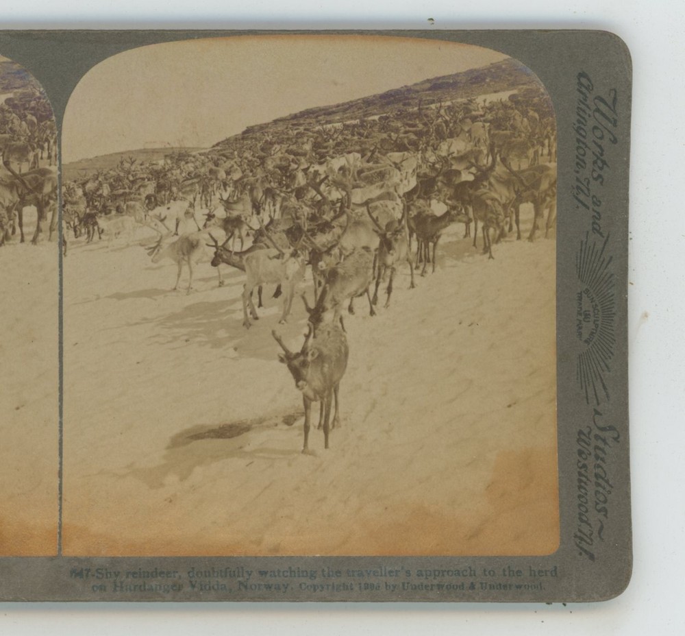 Reindeer Watching Travellers Approach Hardanger Norway Underwood Stereoview