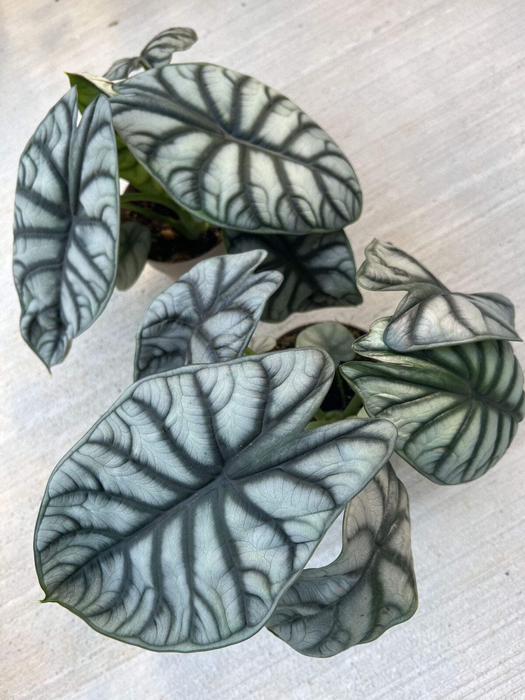 Alocasia Silver Dragon – Rare Aroid Starter Plant, Metallic Foliage Houseplant,