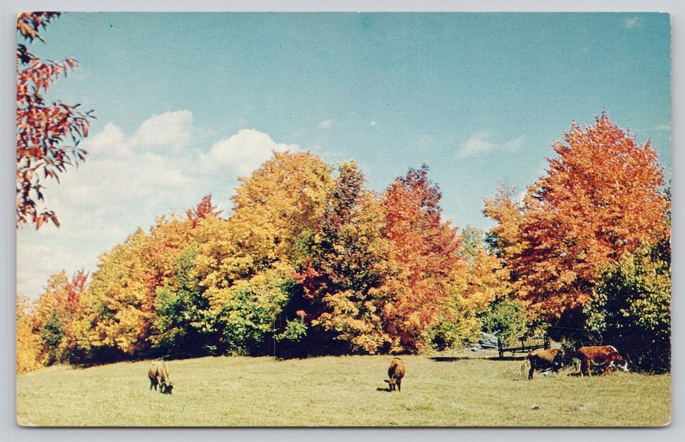 Vintage Autumn Fall Foliage Pastoral Cows Canada Postcard Dryden Ontario