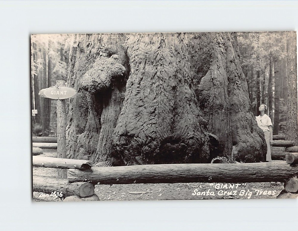 Postcard Giant Santa Cruz Big Trees California USA