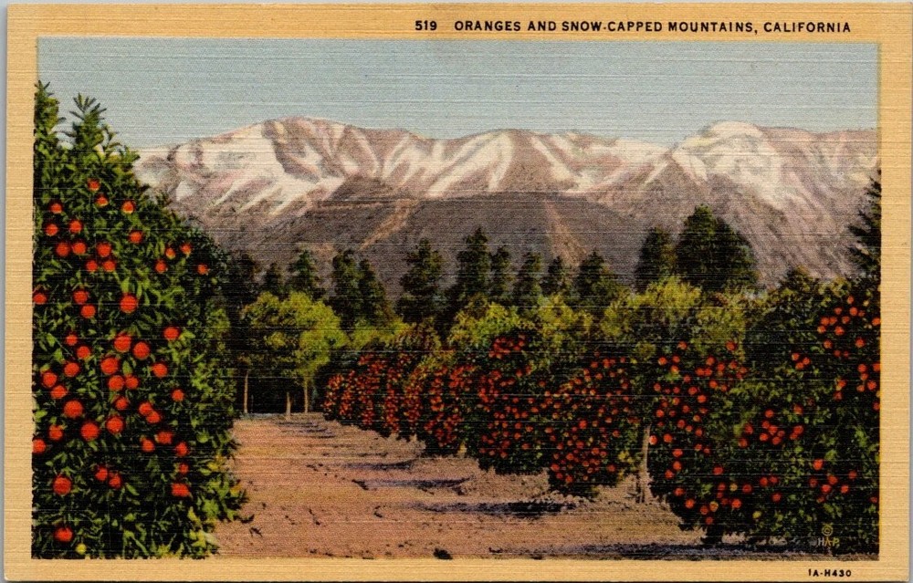 Vintage 1941 California Orange Grove Snow-Capped Mountains Linen Postcard