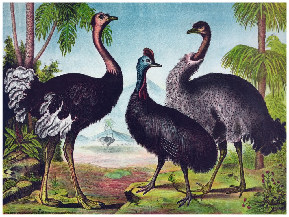 4477.Three ostriches together in jungle.roaming.POSTER.decor Home Office art