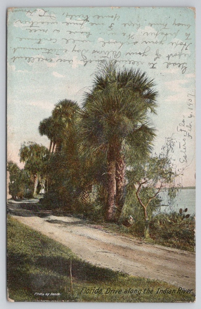 1907 Florida Indian River Drive Palm Trees Sarasota Fort Myers Postcard