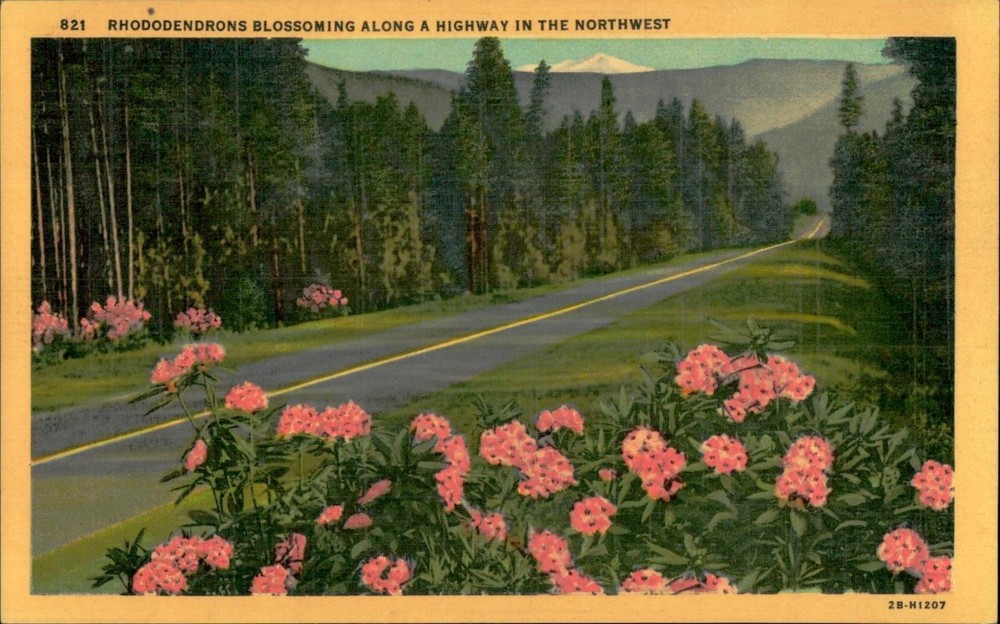 Vintage 1930s Linen Postcard Rhododendrons Along Northwest Highway 1930s