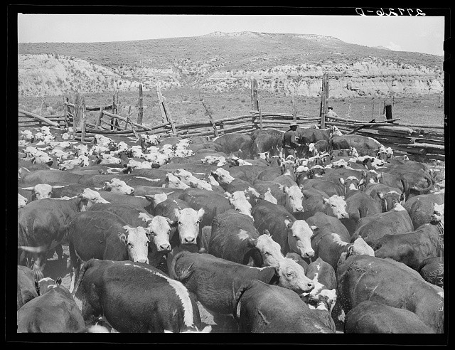 Photo:Custer County Montana William Tonn Ranch Cattle Herd 1939