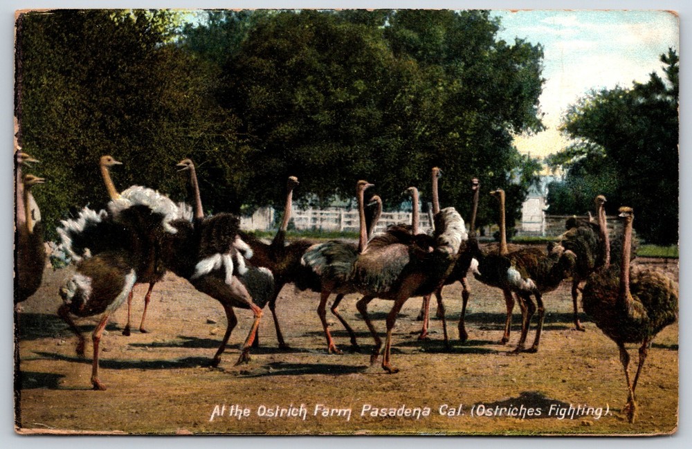 Postcard At The Ostrich Farm Ostriches Fighting, Pasadena California Posted 1907