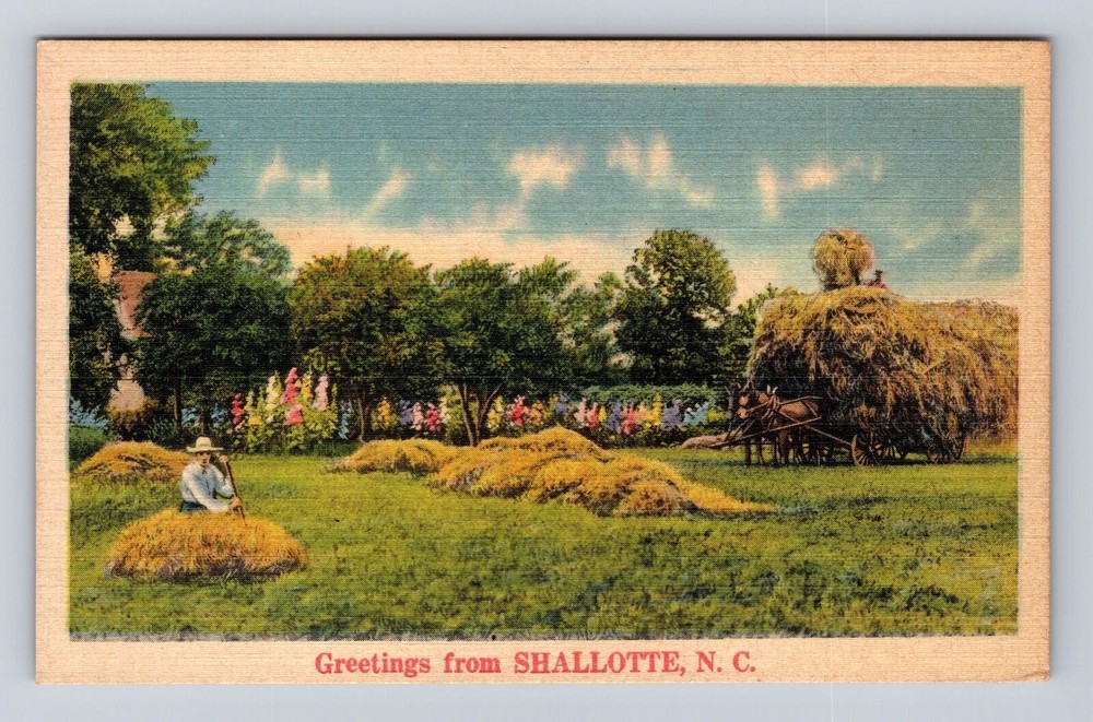 Shallotte NC-North Carolina, Scenic Greetings, Haying, Antique, Vintage Postcard