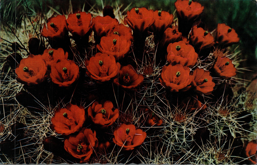 Strawberry Hedgehog Cactus Petley Continental Chrome Postcard B5340 Unused AZ