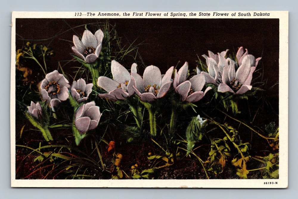 Vintage South Dakota State Flower Anemone Linen Postcard by Curt Teich