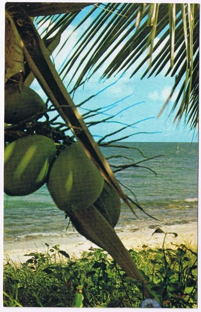Postcard Coconut & Palm Trees White Sandy Beaches Florida