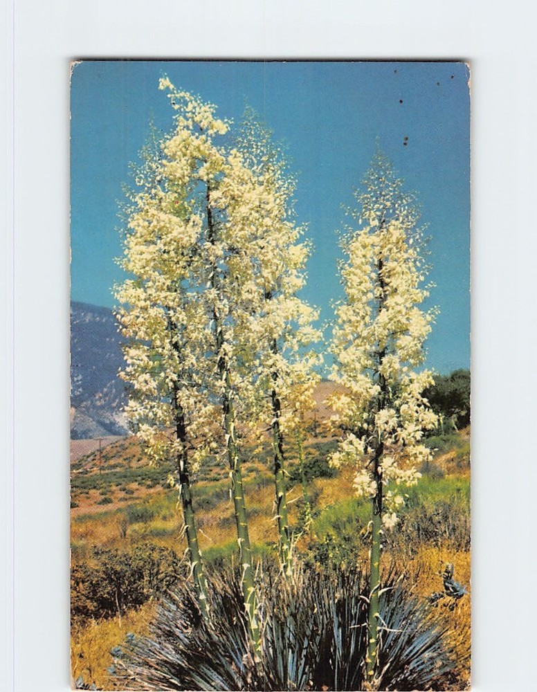 Postcard Yucca In Bloom Southern California USA
