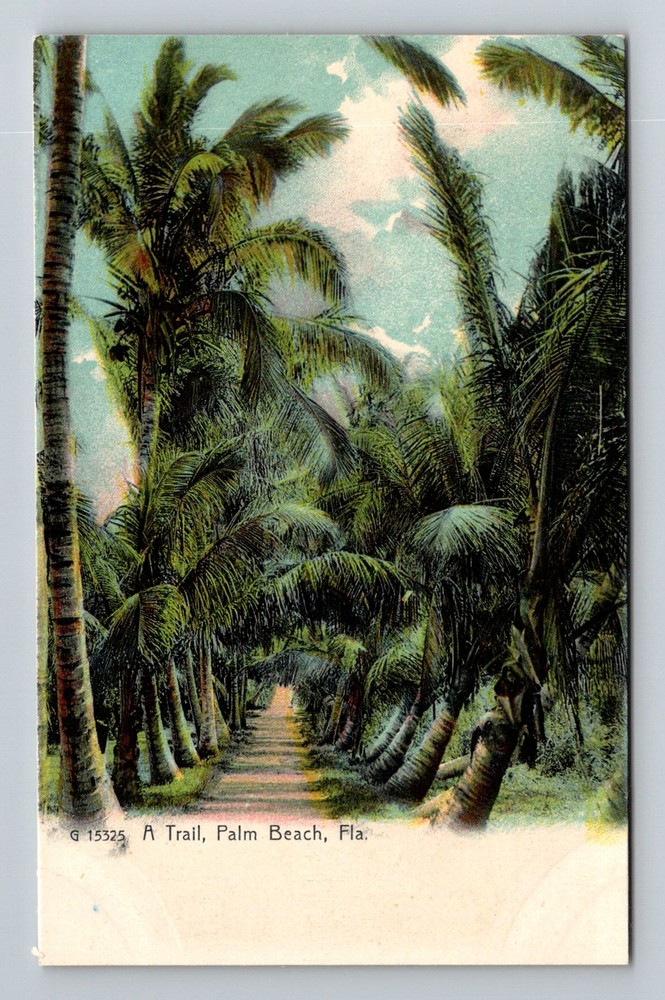 Palm Beach, FL-Florida, Tropical Palm Trail Scenic Path Vintage Postcard