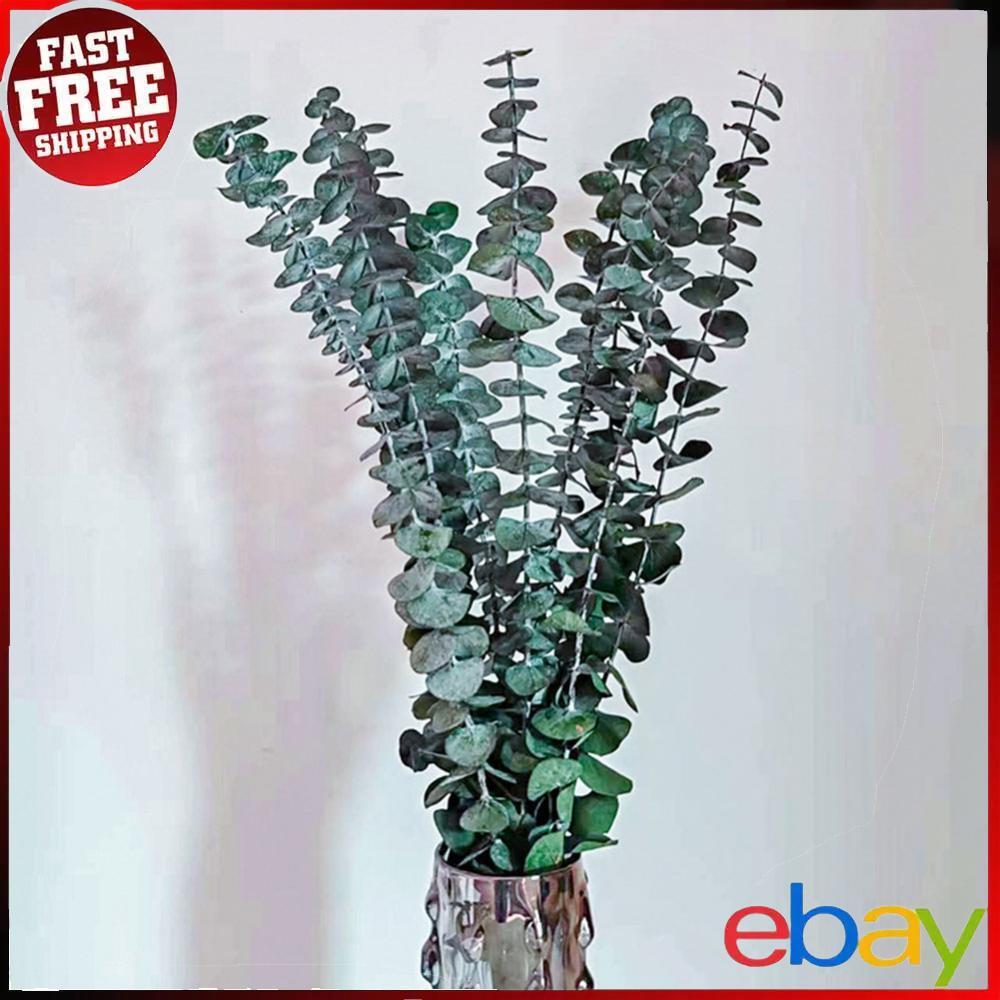 10 PCS Fresh Real Eucalyptus Leaves Multipurpose Vase Filler Home Bathroom Decor