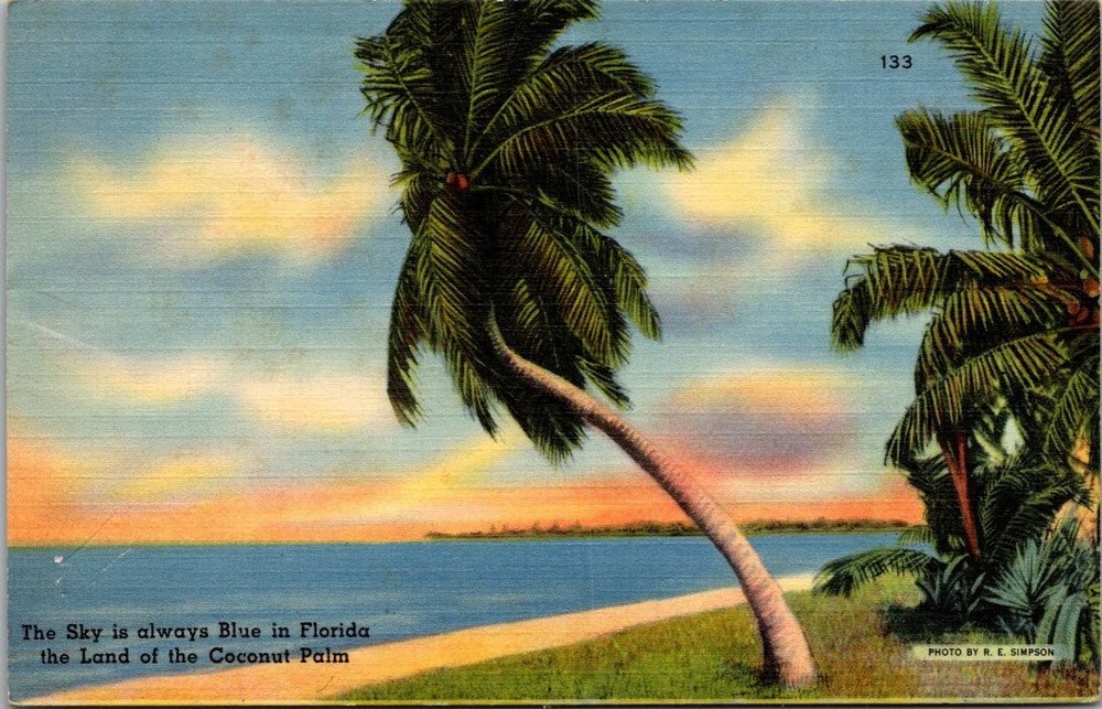 Vintage Florida Coconut Palm Tree Linen Postcard Tichnor Quality View