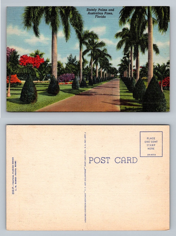 Miami, FL-Florida, Stately Palms Australian Pines Lined Avenue Vintage Postcard