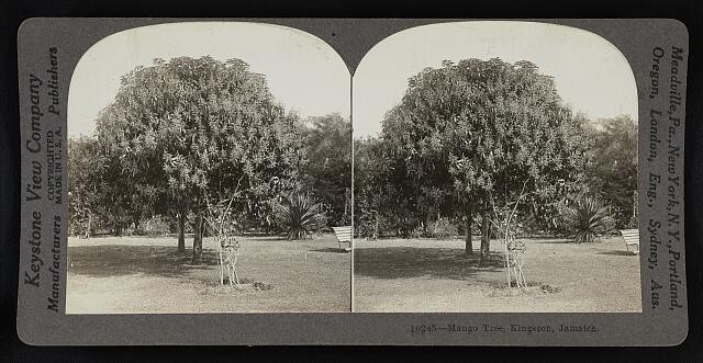 Photo:Mango tree,Kingston,Jamaica