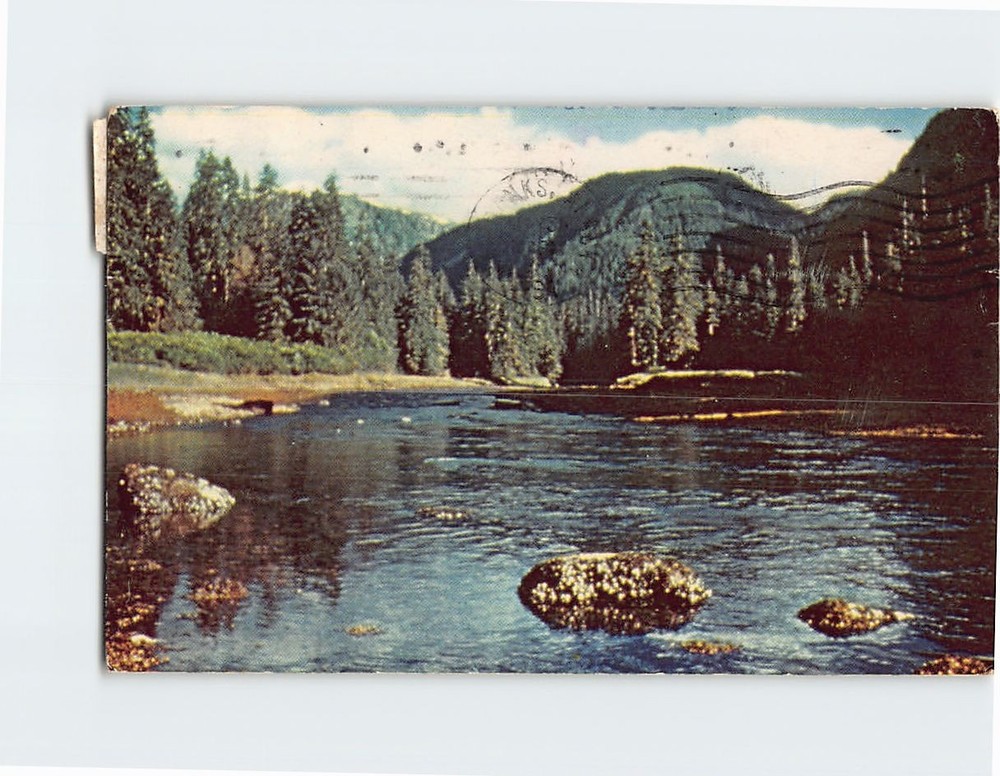 Postcard Trout Stream Alaska USA North America