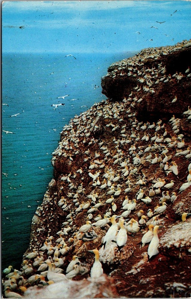 Dr Jim Stamps Postcard Flocks Of Seagulls Bonaventure Gaspe Quebec