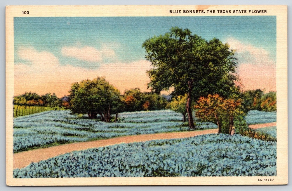 Texas State Flower~Field Of Blue Bonnets Blooming W/ Path~Vintage Linen Postcard
