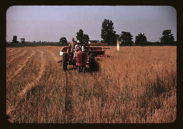 Photo:Harvesting oats, southeastern Georgia?