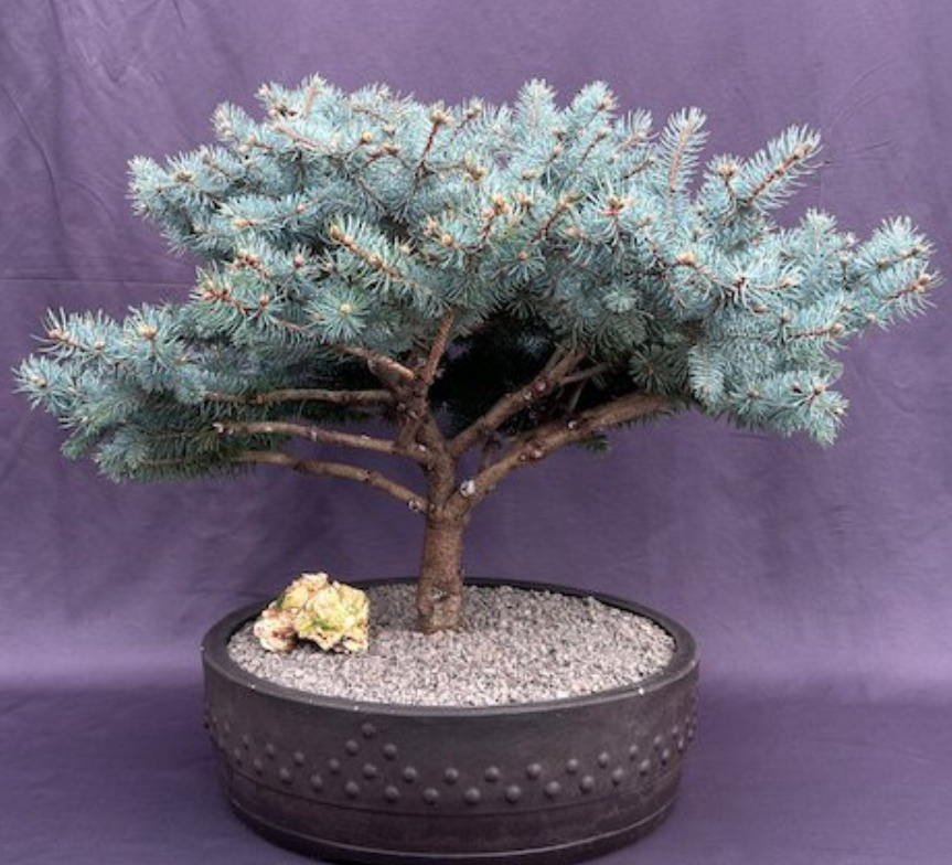 Globe Blue Bonsai Tree Live Outdoor Evergreen Spruce Picea Pungens 22