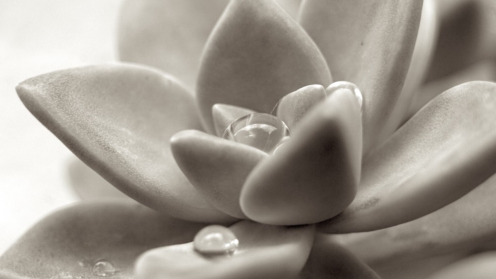 fine art photography prints