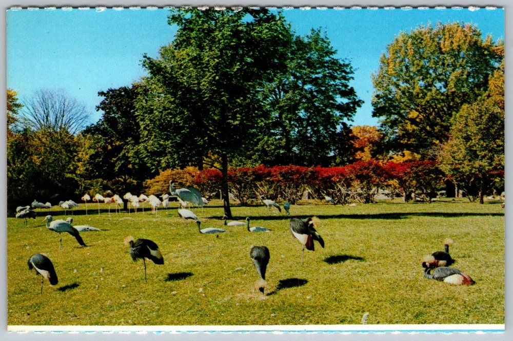 Vtg Postcard African Swamp Exhibit Royal Oak, MI 1950s
