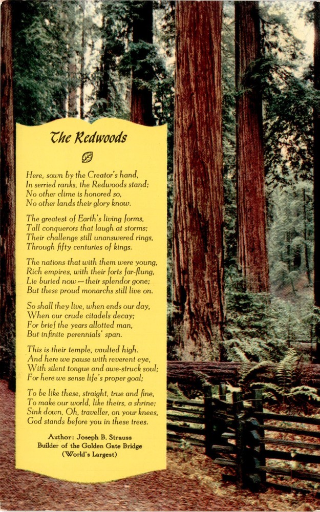 Redwoods, Creator, Earth, kings, empires, temple, California, Sequoia S Postcard
